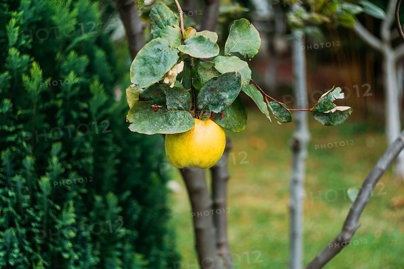 Yellow quince fruit on a tree. Organic natural quince apples on the tree at fall