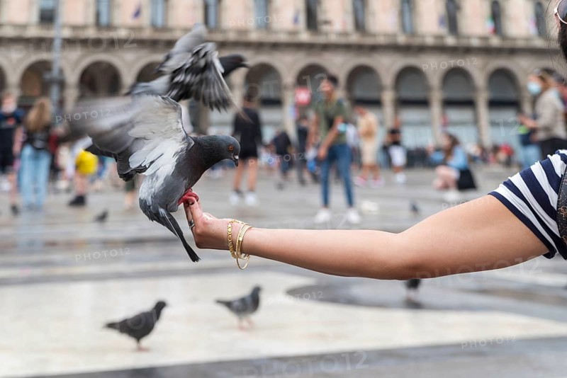 Pigeon balancing on a woman's hand searching for food