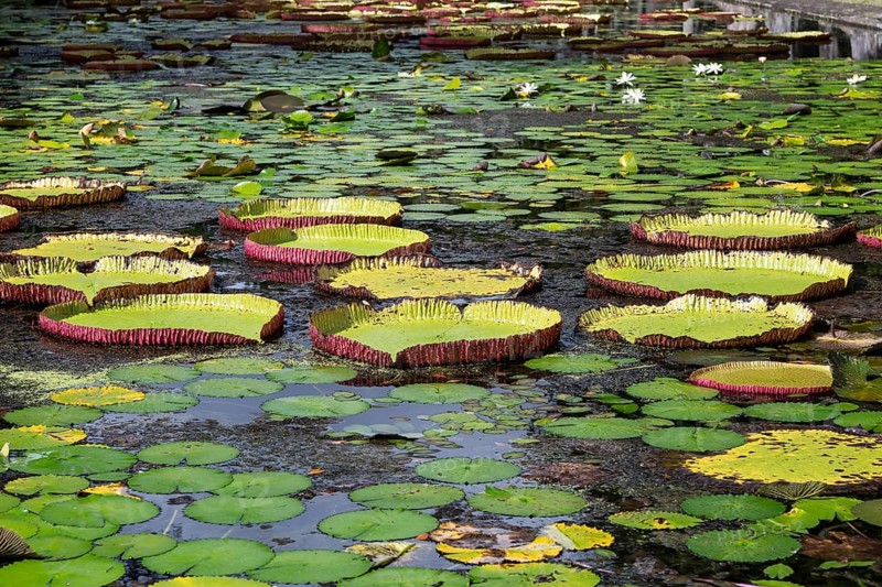 Pond, giant water lilies, Victoria, Victoria plant (Nymphaeaceae), Sir Seewoosagur Ramgoolam Botanical Garden, SSR Botanical Garden, also Pamplemousses Botanical Garden, botanical garden, Indian Ocean, island, Mauritius