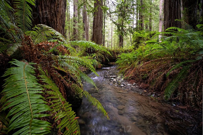 Color image of a redwood forest. Northern California, USA