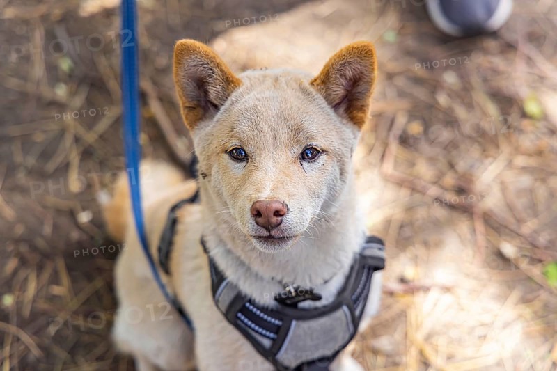 Curious red Shiba Inu puppy is seen up close from above sitting outdoors against a blurry woodland floor with copy space to both sides