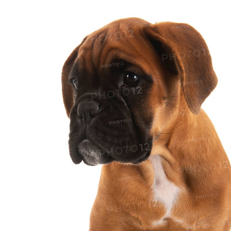 Portrait young boxer puppy on white background