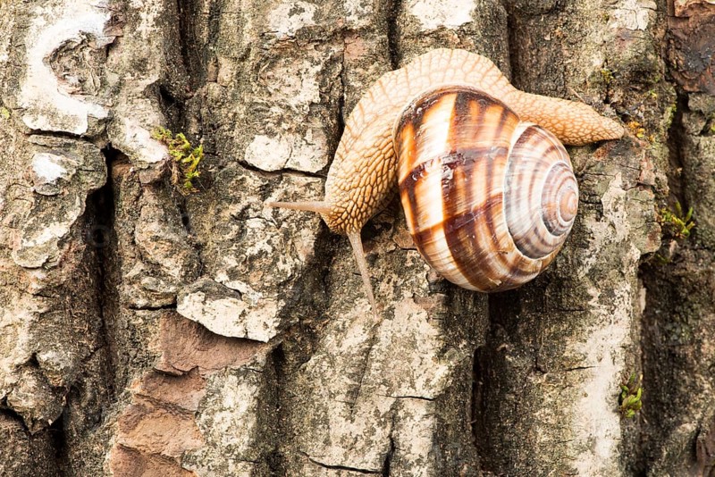 Snail on tree bark. Studio shot