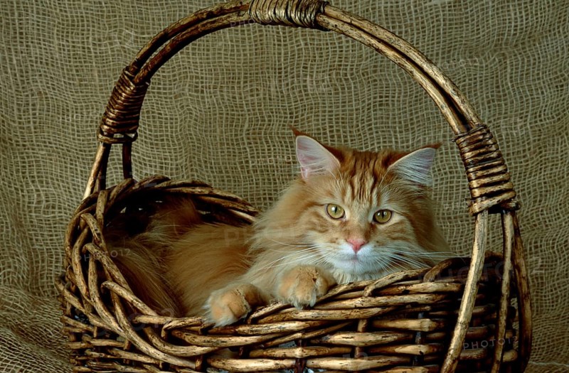Main-Coone cat red-classic-tabby male, 1 year old