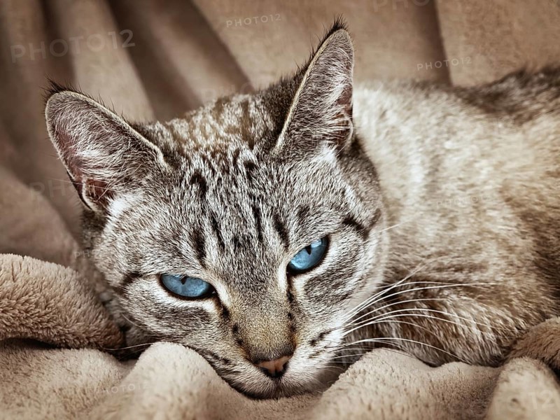 Cat with blue eyes over the beige