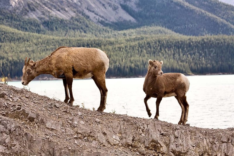 Rocky Mountain Sheep Alberta Canada young kid