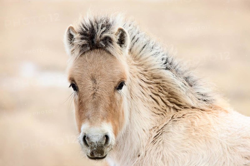 Young Colt Canada Saskatchewan Close Up Winter