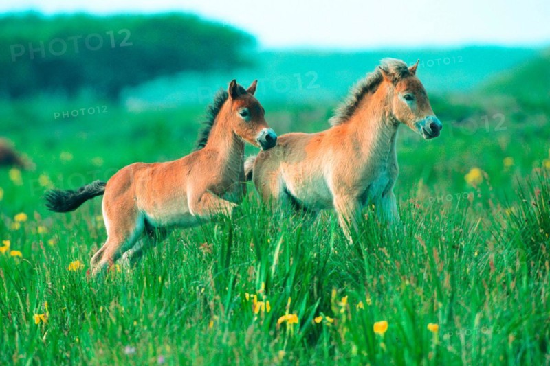 Two Exmoor ponies (Equus ferus caballus), Texel, Netherlands, Federal Republic of Germany