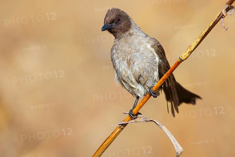 Common bulbul (Pycnonotus barbatus), Garden Bulbul, Bulbul des jardins, Bulbul naranjero, Tendaba camp / Tendaba photo hid, Kwinella, South Bank, Gambia