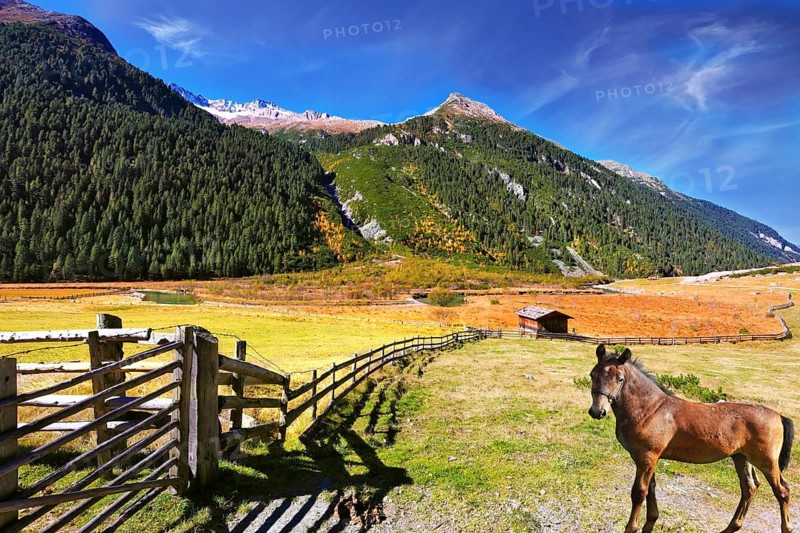 Beautiful farm horse grazing in fenced green meadow. Sunny day in the Austrian Alps