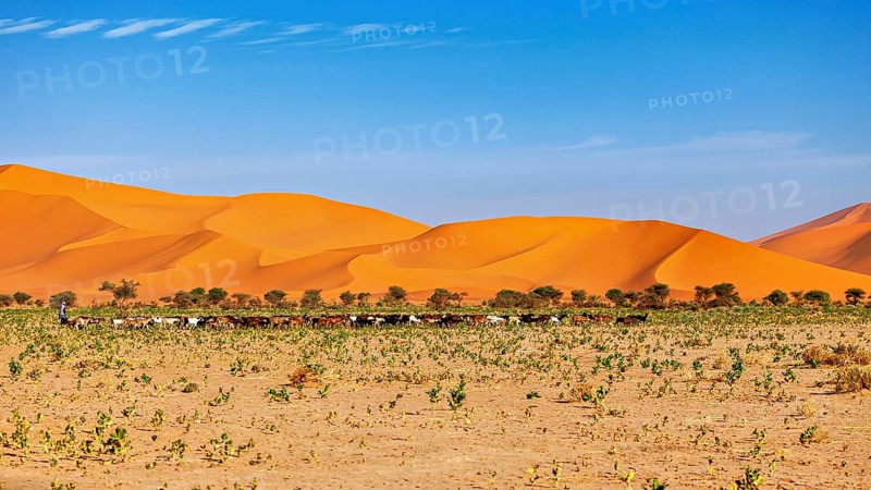 Wide landscape with impressive sand dunes and some trees, vegetation stretches in the foreground, goatherds in the Sahara in Algeria