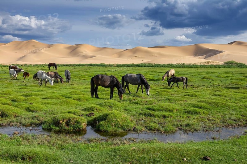 Horses eating grass in front of sand dunes nature landscape, Gobi Desert, Mongolia