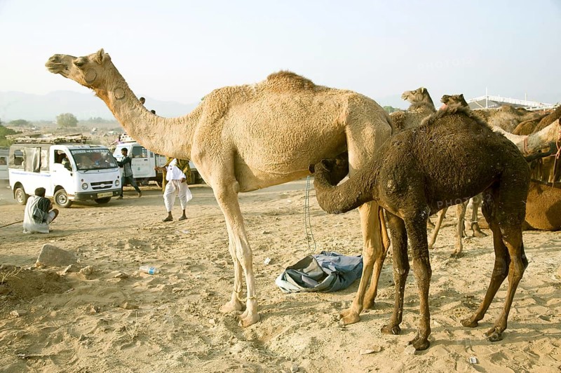 Camel calf drinking mother milk, pushkar, rajasthan, Asia, India