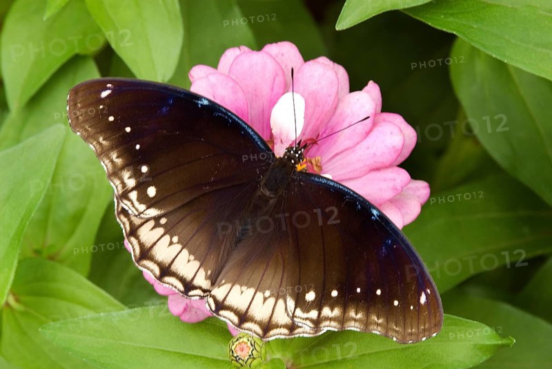 Danaid eggfly hypolimnas misippus in Lalbaugh, Bangalore, Karnataka, India