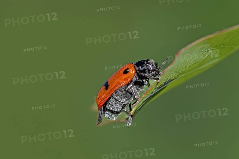 Ant sac beetle (Clytra laeviuscula)