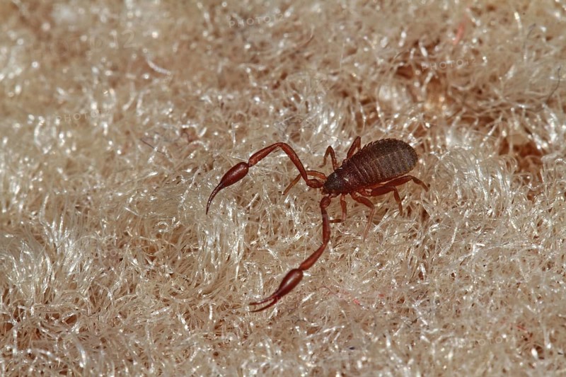 Book scorpion (Chelifer cancroides)