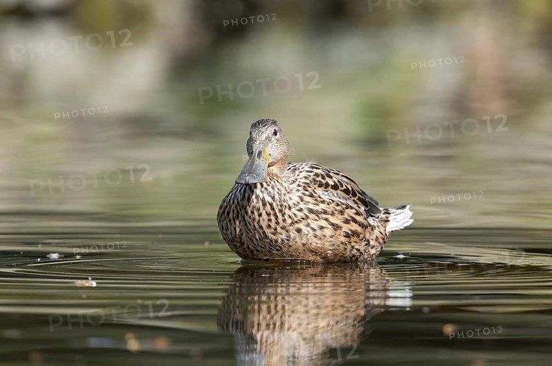 Female shoveler (Anas clypeata)