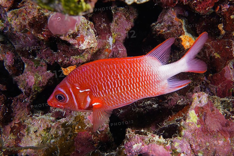 Silver-spotted hussar (Sargocentron caudimaculatum)