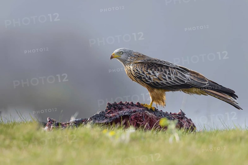 Red kite (Milvus milvus)