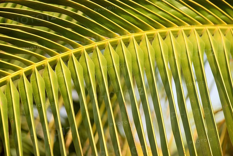 Palm tree frond at Agri, Pune, Maharashtra, India, Asia