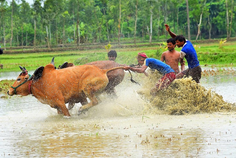 Moichara cattle race festival Herobhanga village, Canning railway station, West Bengal, India, Asia