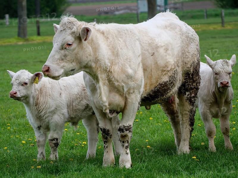 A larger cow with two calves grazing in a green field, white cows and calves on a green meadow in Münsterland, borken, Germany