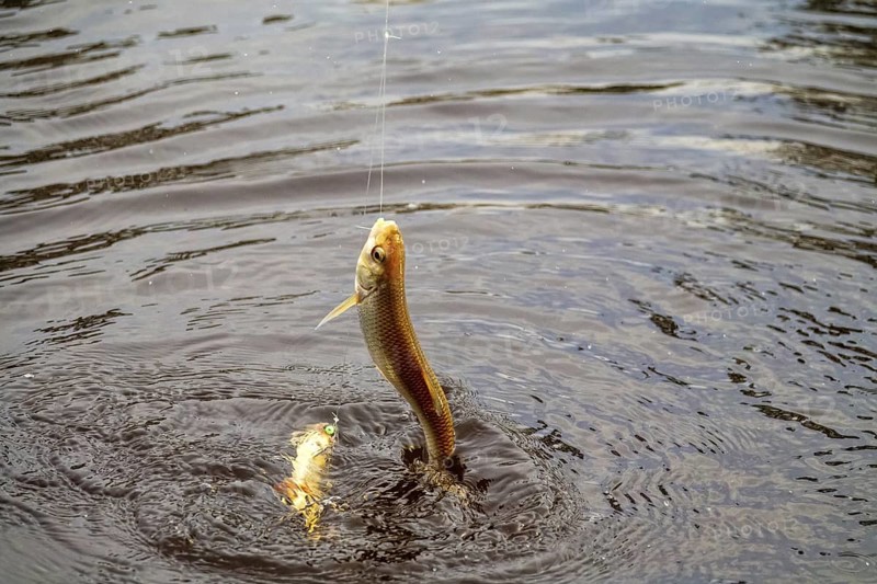 Roach. Gambling fishing on the river in the evening. Leger rig evening biting, bottom line set up. Two or three fishes are sometimes caught