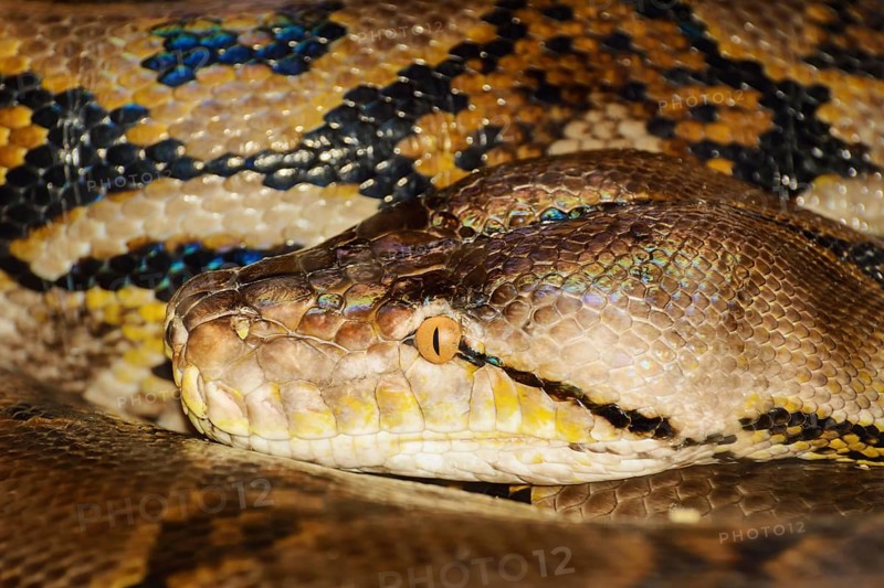 Portrait Of Python