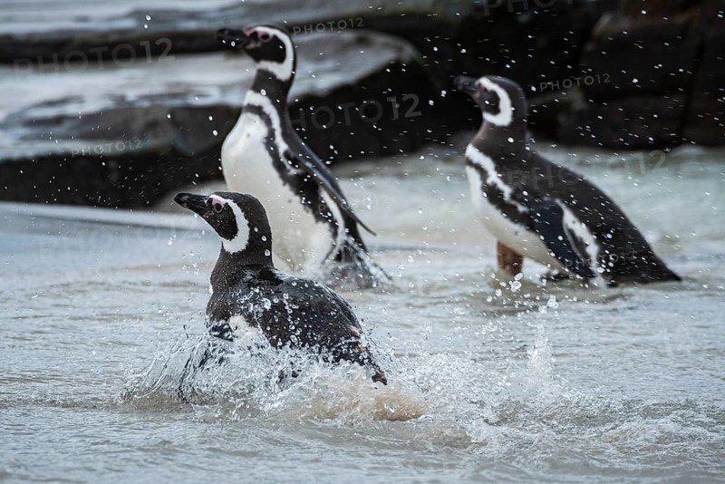 Magellanic Penguins (Sphreniscus magellanicus) landing on a beach, Bleaker Island, Falkland Islands, Great Britain, South Atlantic Ocean