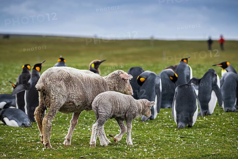 Sheep and king penguins (Aptenodytes patagonicus) on a pasture, Volunteer Point, Falkland Islands, Great Britain, South Atlantic