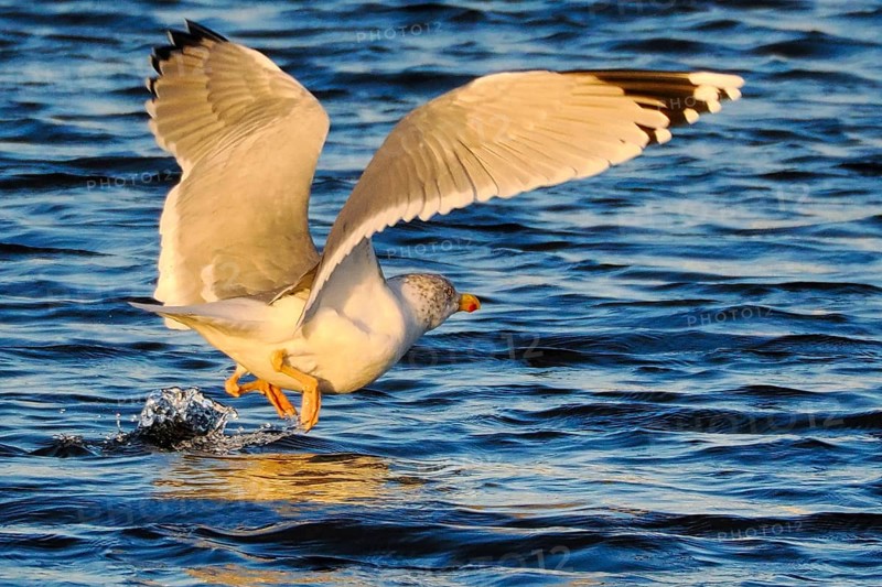 Seagull (Larinae) landing in the water, Brouwersdam, province of South Holland, Netherlands
