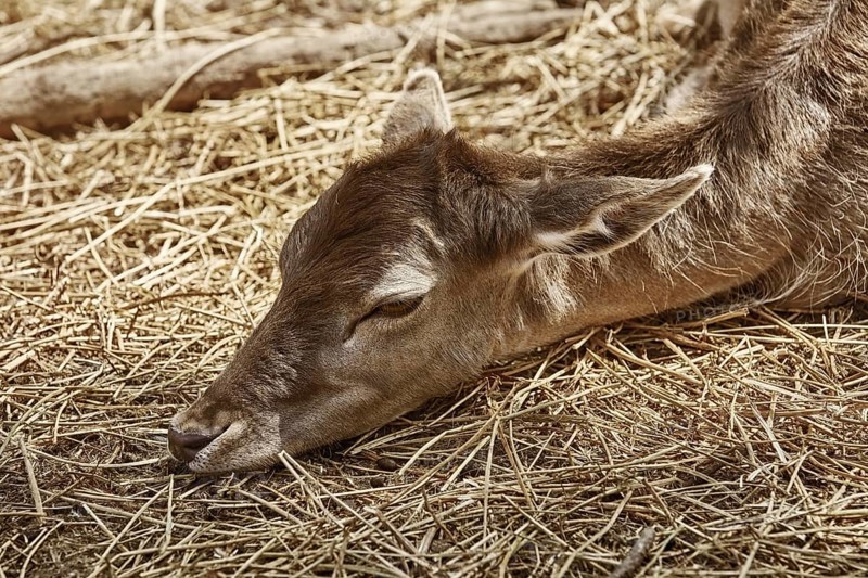 Deer without Horns Rests on the Ground