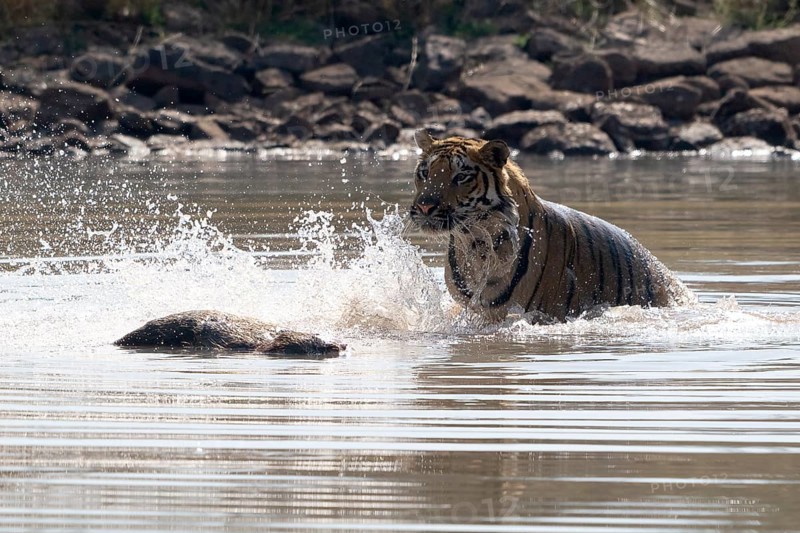 Tiger (Panthera tigris), Bengal tiger or Indian tiger, big cat (Pantherinae), carnivore (Carnivora), critically endangered, playing with killed wild boar (Sus scrofa) in the water, Satpura National Park, Tiger Reserve, Madhya Pradesh, Pachmarhi Biosphere Reserve, India
