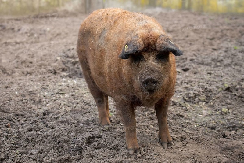 Woolly pig in the sand