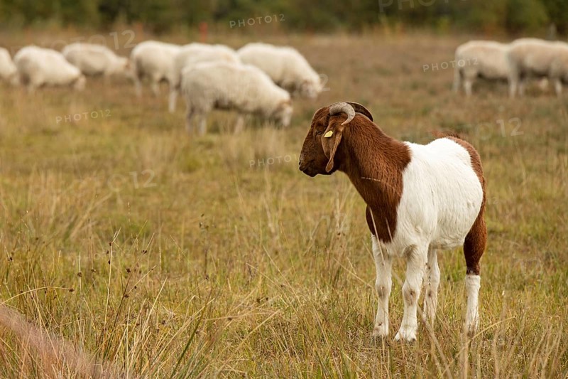 Boer goat during landscape conservation