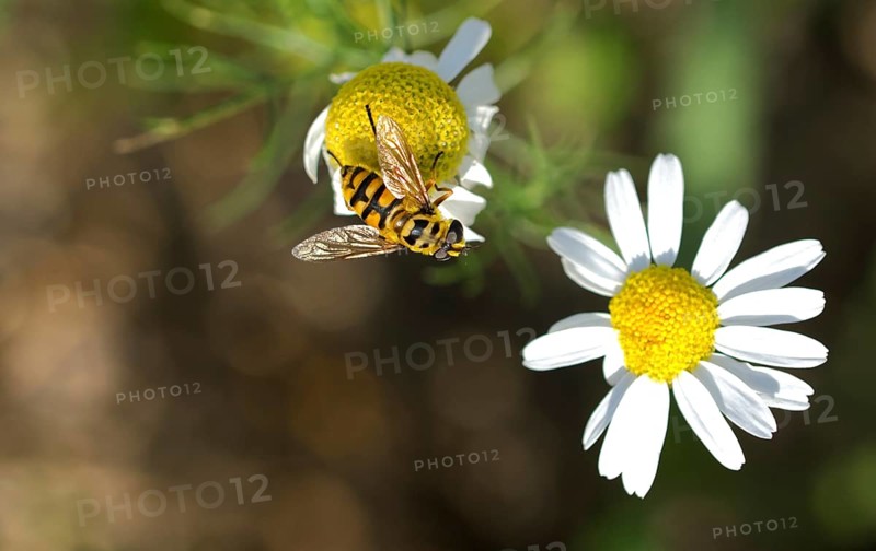 Death's-head hoverfly (Myathropa florea)