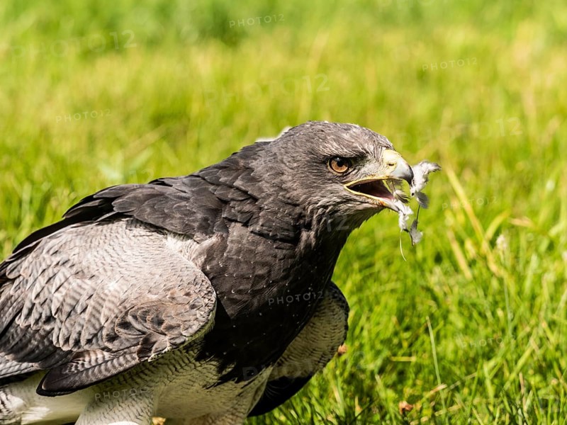 Chilean Eagle Buzzard