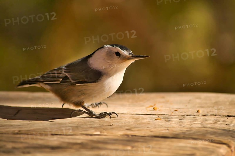 White Breasted Nuthatch sitting on a wooden plank. Birdlife. Sitta carolinensis