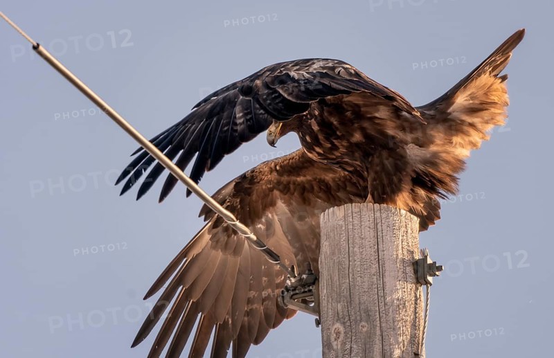 Golden Eagle Canada large majestic bird Prairies Canada
