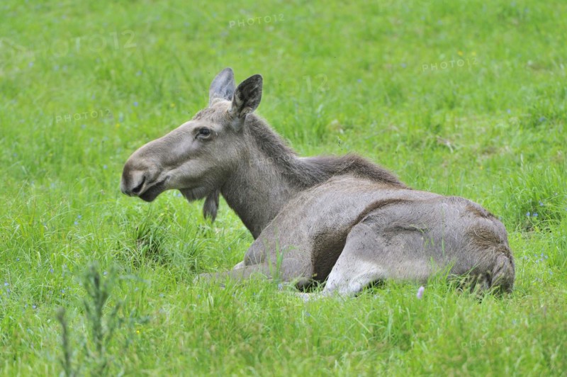 Young moose in a meadow. young moose in a meadow