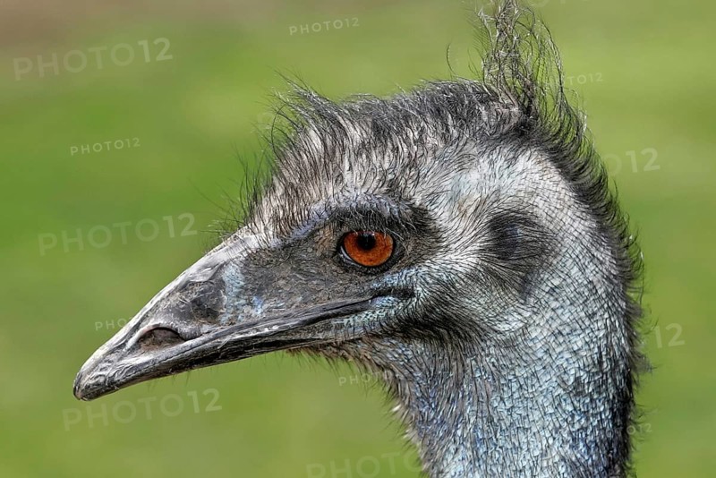 Emu