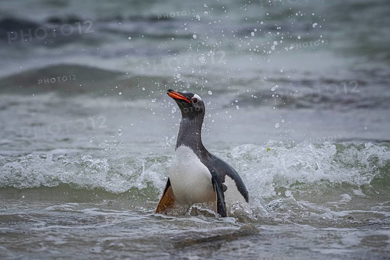 A gentoo penguin (Pygoscelis papua) landing on a beach, Pebble Island, Falkland Islands, Great Britain, South Atlantic Ocean