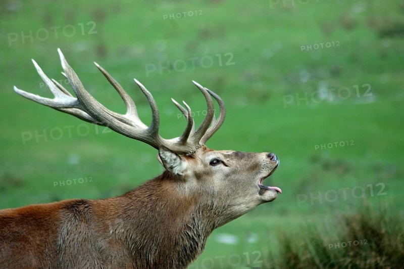 13 point red deer stag roaring during the rut, West Coast, South Island, New Zealand