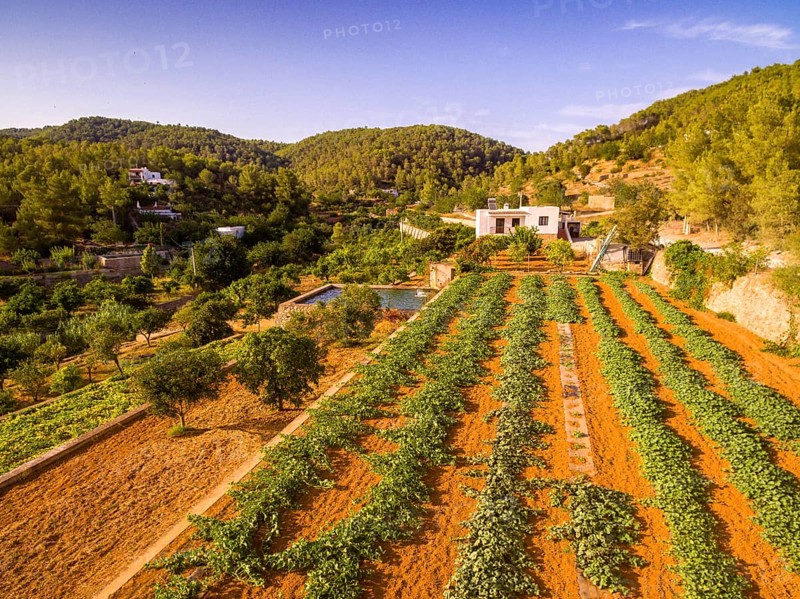 Obstplantagen Broll de Buscastell, San Antonio de Portmany, Ibiza, Balearische Inseln, Spanien