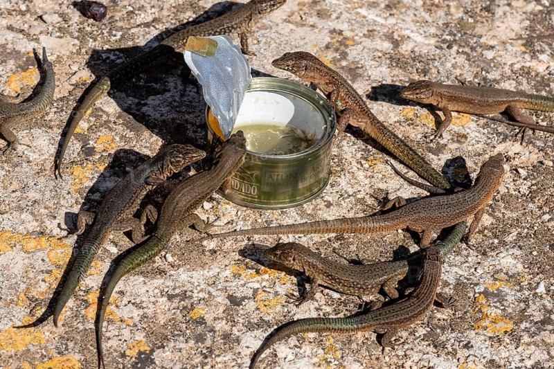 Canned eating lizards, Sa Dragonera Natural Park, Mallorca, Balearic Islands, Spain