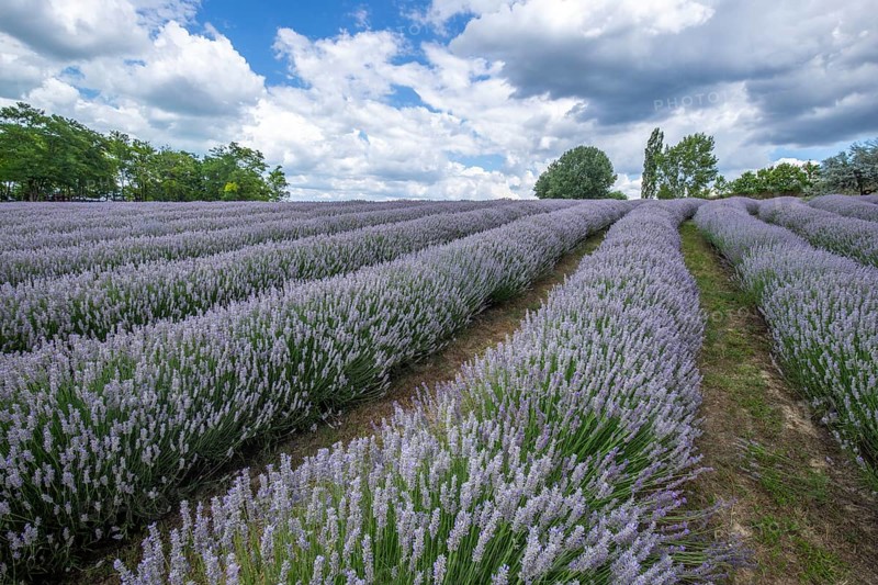 Beautiful summer evening in a lavender field. Large blue lavender bushes blooming in a cultivation area. Landscape shot under a cloudy sky at Lake Balaton, Hungary