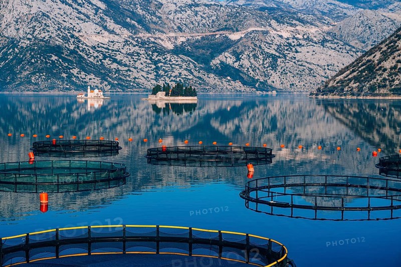 Fish farm in Montenegro. The farm for breeding and fish farming in the Bay of Kotor