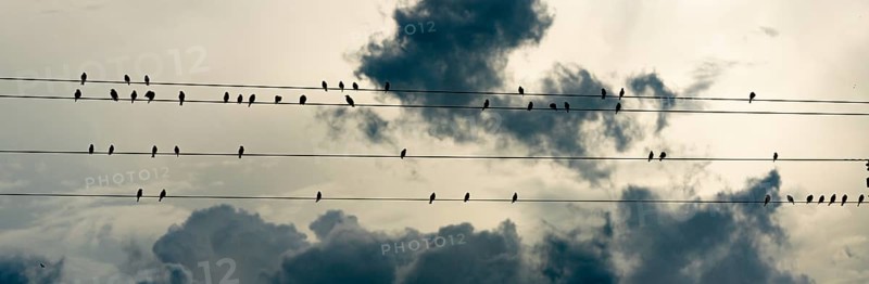 Social hour for the birds in the deep south wild animals preening cleaning chirping resting