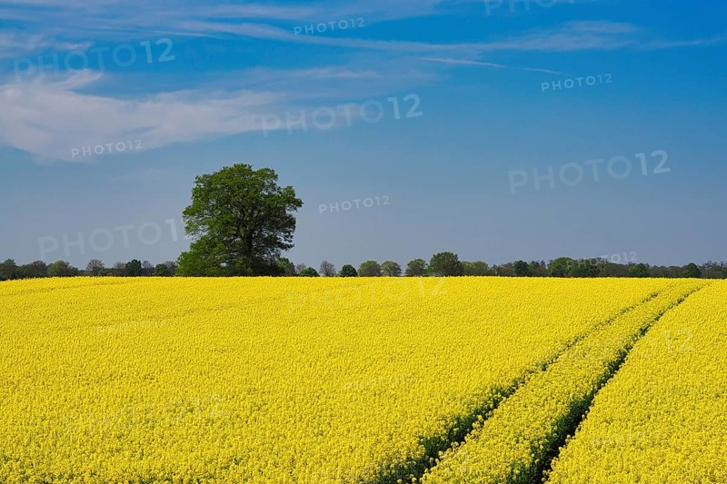 Rapeseed field in spring with a tractor track, behind it a single tree, Lower Rhine, North Rhine-Westphalia, Germany