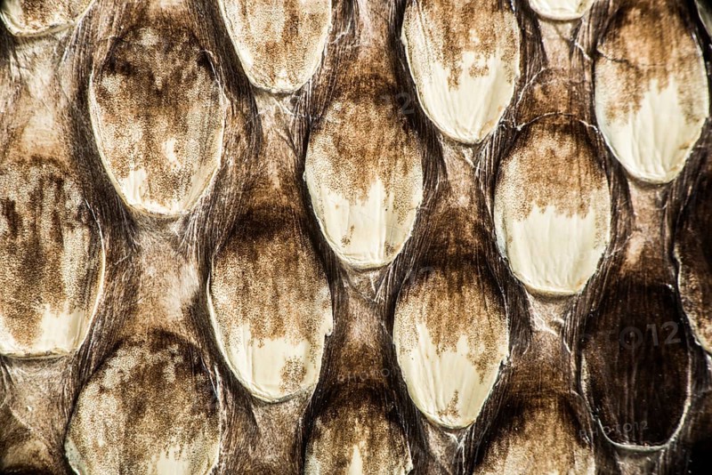 Texture of genuine snakeskin. Close up real leather texture